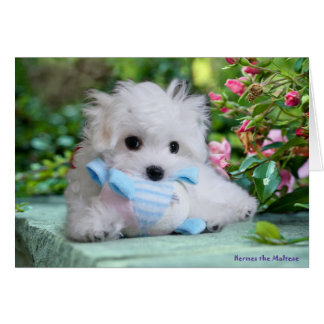 Hermes det maltesiska födelsedagkortet hälsningskort