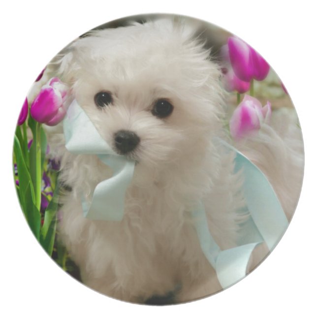 Hermes det maltesiskt tallrik (Framsidan)