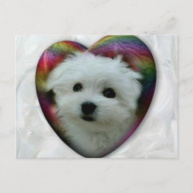 Hermes på maltesiska vykort (Framsida)