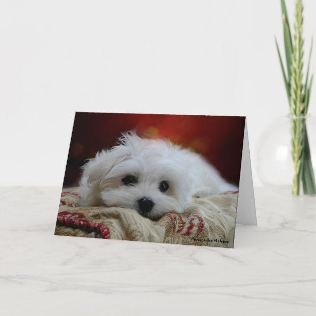 Hermes the Maltese Blank Greeting Card Kort (Framsida)