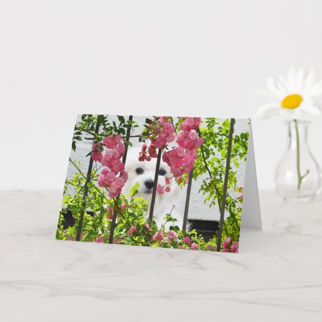 Hermes the Maltese Blank Greeting Card Kort (Liten växt)