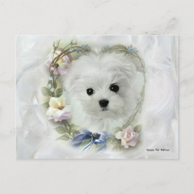 Hermes the Maltese Valentine Card Helg Vykort (Framsida)