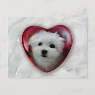 Hermes the Maltese Valentine Card Helg Vykort