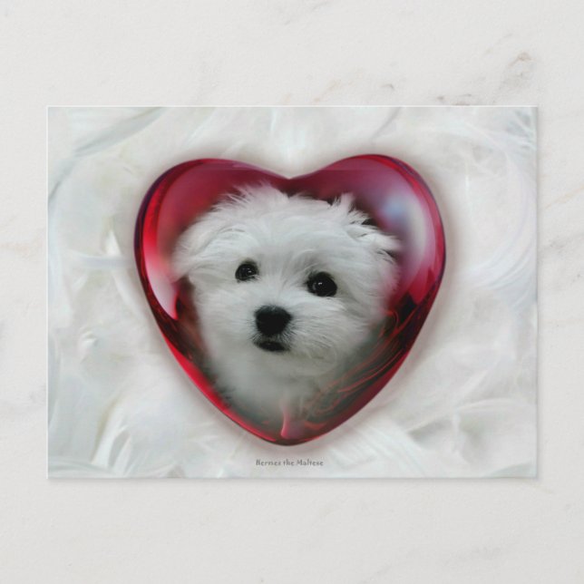 Hermes the Maltese Valentine Card Helg Vykort (Framsida)
