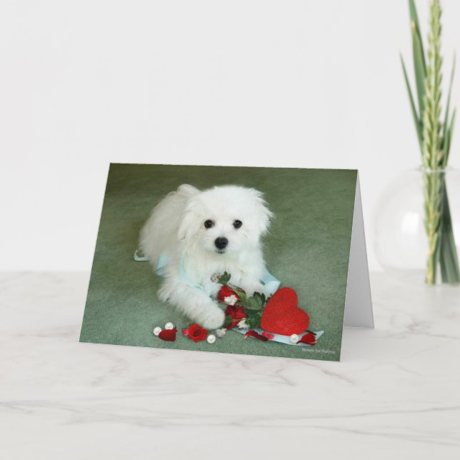 Hermes the Maltese Valentine Card Helgkort (Framsida)