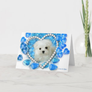 Hermes the Maltese Valentine Card Helgkort