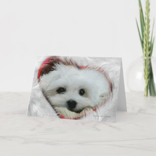 Hermes the Maltese Valentine Card Helgkort