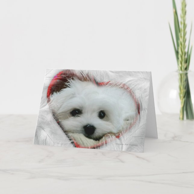 Hermes the Maltese Valentine Card Helgkort (Framsida)