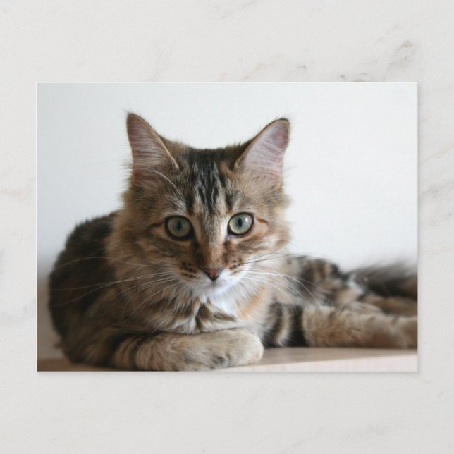 Hermione på hyllan vykort (Framsida)