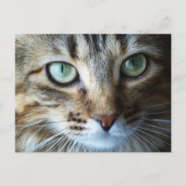 Hermione Up Close Vykort