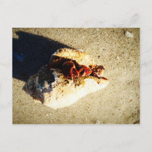 Hermit Crab Clearwater Beach Florida Vykort