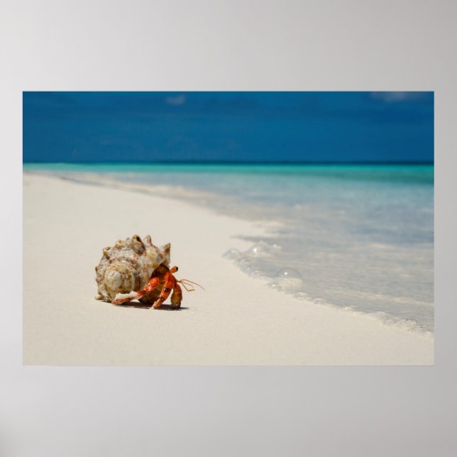 Hermit Crab | Coenobita Perlatus Poster (Framsidan)