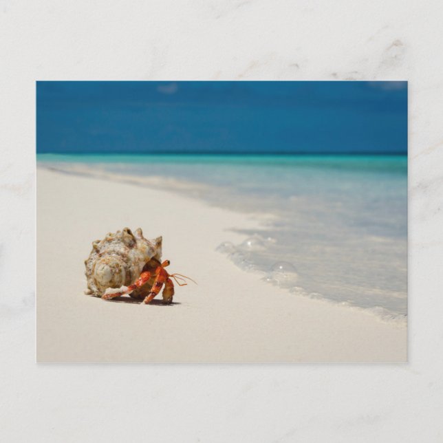 Hermit Crab | Coenobita Perlatus Vykort (Framsida)