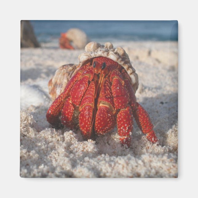 Hermit Crab Magnet (Framsidan)