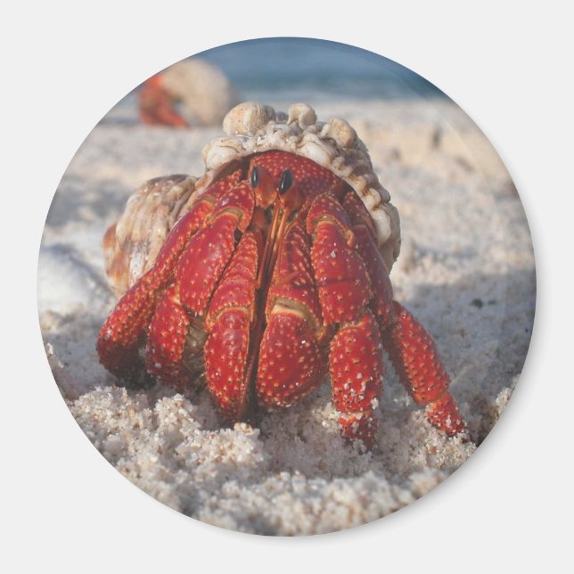Hermit Crab Magnet (Framsidan)