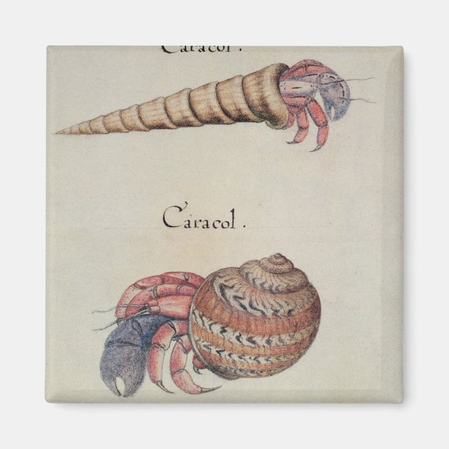 Hermit Crab Magnet (Framsidan)