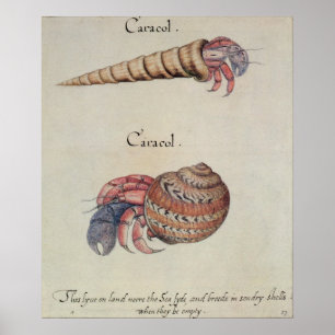 Hermit Crab Poster