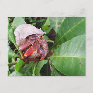 Hermit Crab Vykort