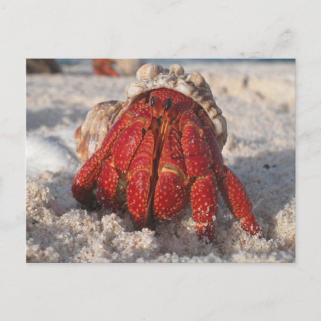 Hermit Crab Vykort (Framsida)