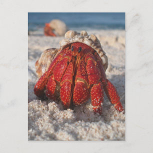 Hermit Crab Vykort
