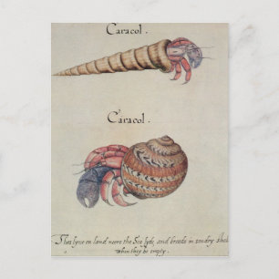 Hermit Crab Vykort