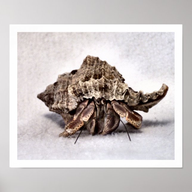 Hermit krab #1 poster (Framsidan)