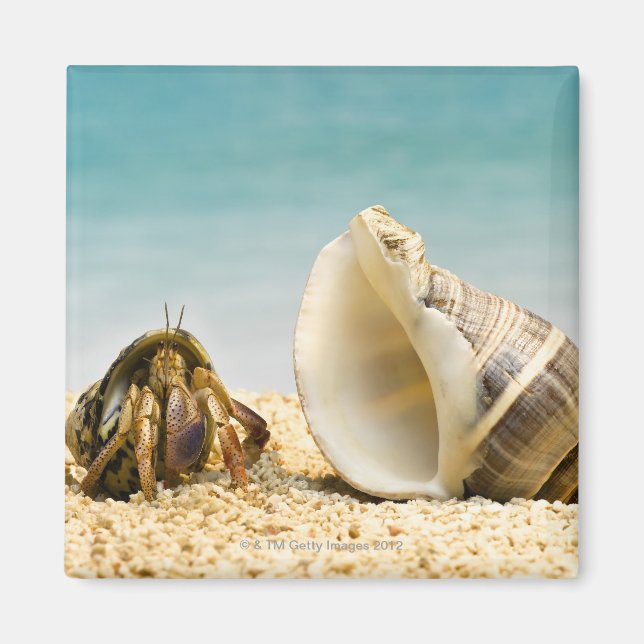 Hermit krab tittar vid större snäcka magnet (Framsidan)