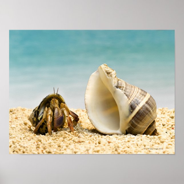 Hermit krab tittar vid större snäcka poster (Framsidan)