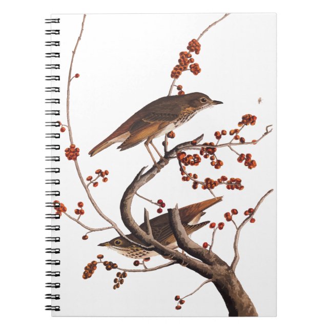 Hermit Thush Audubon Bird med Red Berries Anteckningsbok (Framsidan)