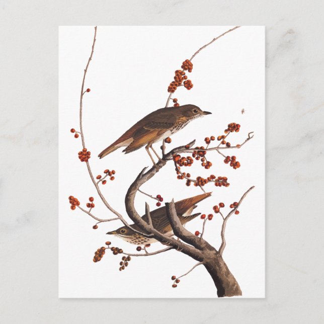 Hermit Thush Audubon Bird med Red Berries Vykort (Framsida)