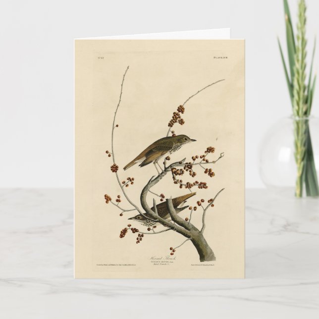 Hermit Thush från Audubon's Birds of America Kort (Framsida)