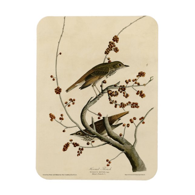Hermit Thush från Audubon's Birds of America Magnet (Vertikal)