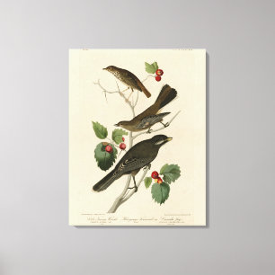 Hermit Thush, Grått Jay Audubon's Birds of America Canvastryck