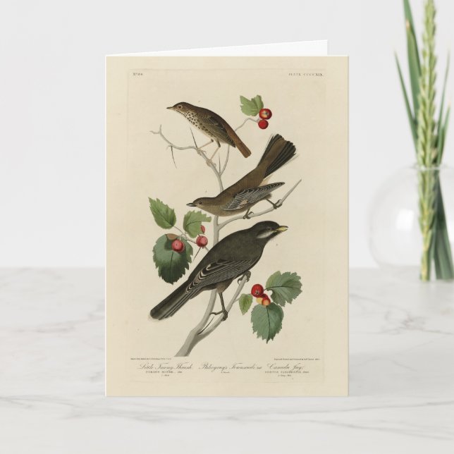 Hermit Thush, Grått Jay Audubon's Birds of America Kort (Framsida)