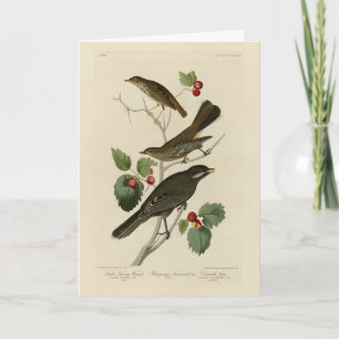 Hermit Thush, Grått Jay Audubon's Birds of America Kort
