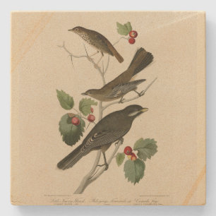Hermit Thush, Grått Jay Audubon's Birds of America Stenunderlägg