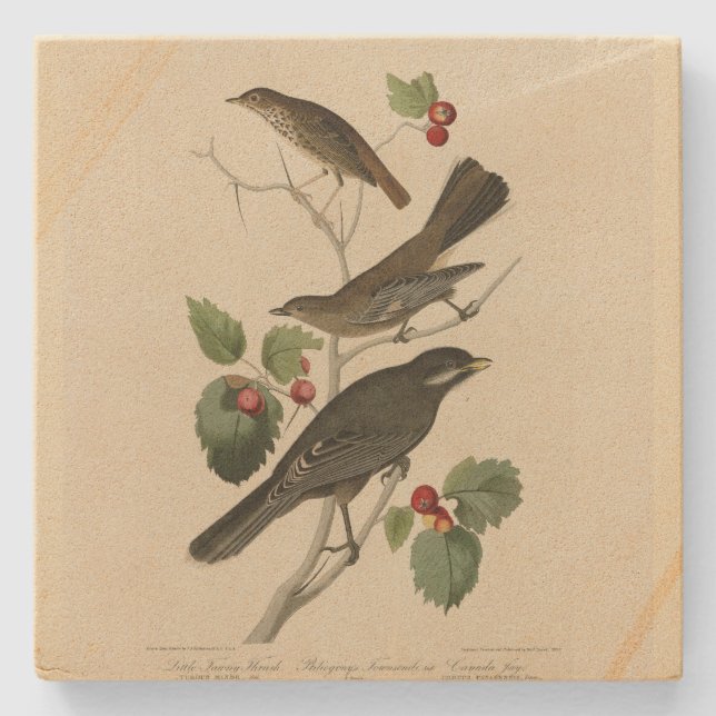 Hermit Thush, Grått Jay Audubon's Birds of America Stenunderlägg (Framsidan)
