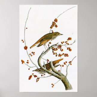 Hermit Thush John James Audubon Birds of America Poster