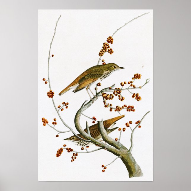 Hermit Thush John James Audubon Birds of America Poster (Framsidan)