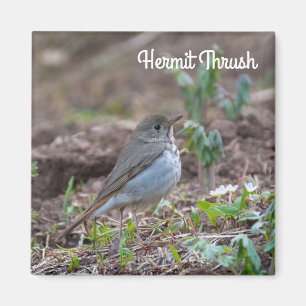 Hermit Thush Magnet