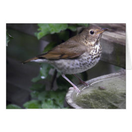 Hermit Thush OBS Kort