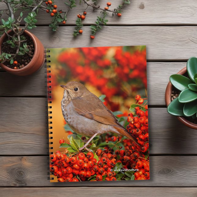 Hermit Thush Songbird på Scarlet Firethorn Anteckningsbok (Hermit Thrush on the Scarlet Firethorn Journal Cover Photo)