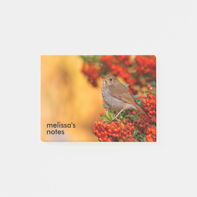 Hermit Thush Songbird på Scarlet Firethorn Post-it Block (Framsida)