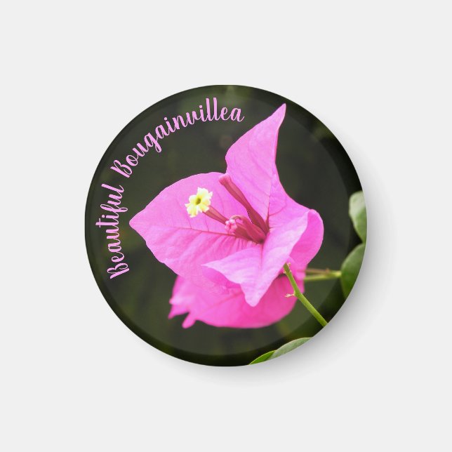 Hermosa Bugambilia Magnet (Framsidan)