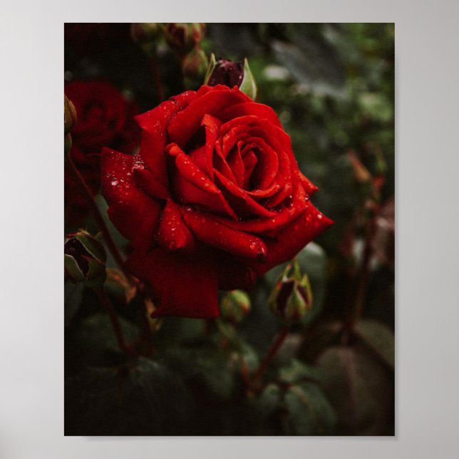 Hermoso Póster de rosas rojas Poster (Framsidan)