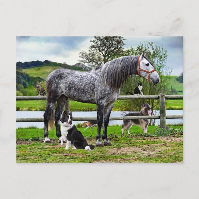 "Hero & the Boys" vykort (Framsida)