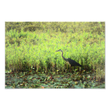 Heron 6449