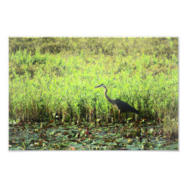 Heron 6449 fototryck