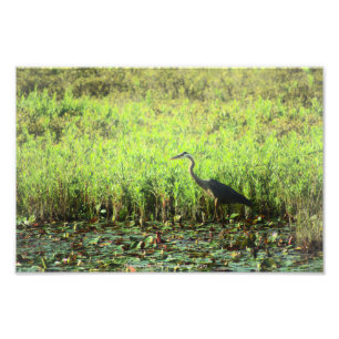 Heron 6449 fototryck