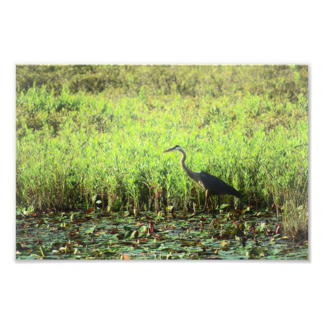 Heron 6449 fototryck (Framsidan)
